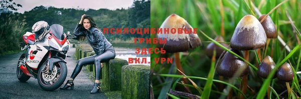 PSILOCYBIN Иннополис